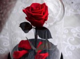 Уникальный подарок долговечная роза / Барнаул