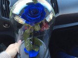Уникальный подарок долговечная роза / Барнаул