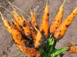 Лучшие сорта моркови мелким и крупным оптом в Барнауле, Новоалтайске и Бийске / Ключи